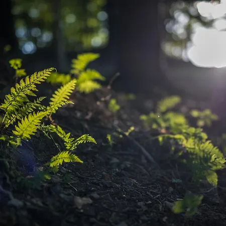 Aura Camp - Glamping, Jezioro, Sauna, Supy *