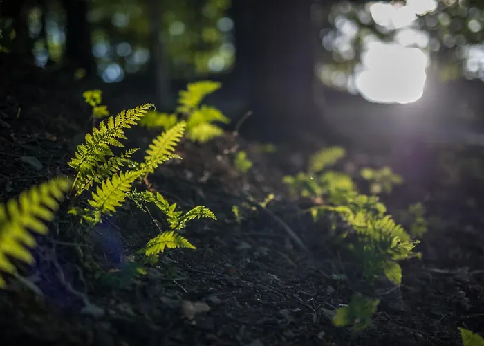 Aura Camp - Glamping, Jezioro, Sauna, Supy *